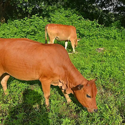 小陈牛肉丸，牛筋丸零售批发