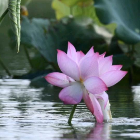 胡老四熟食拒私聊》上官卤肉姐