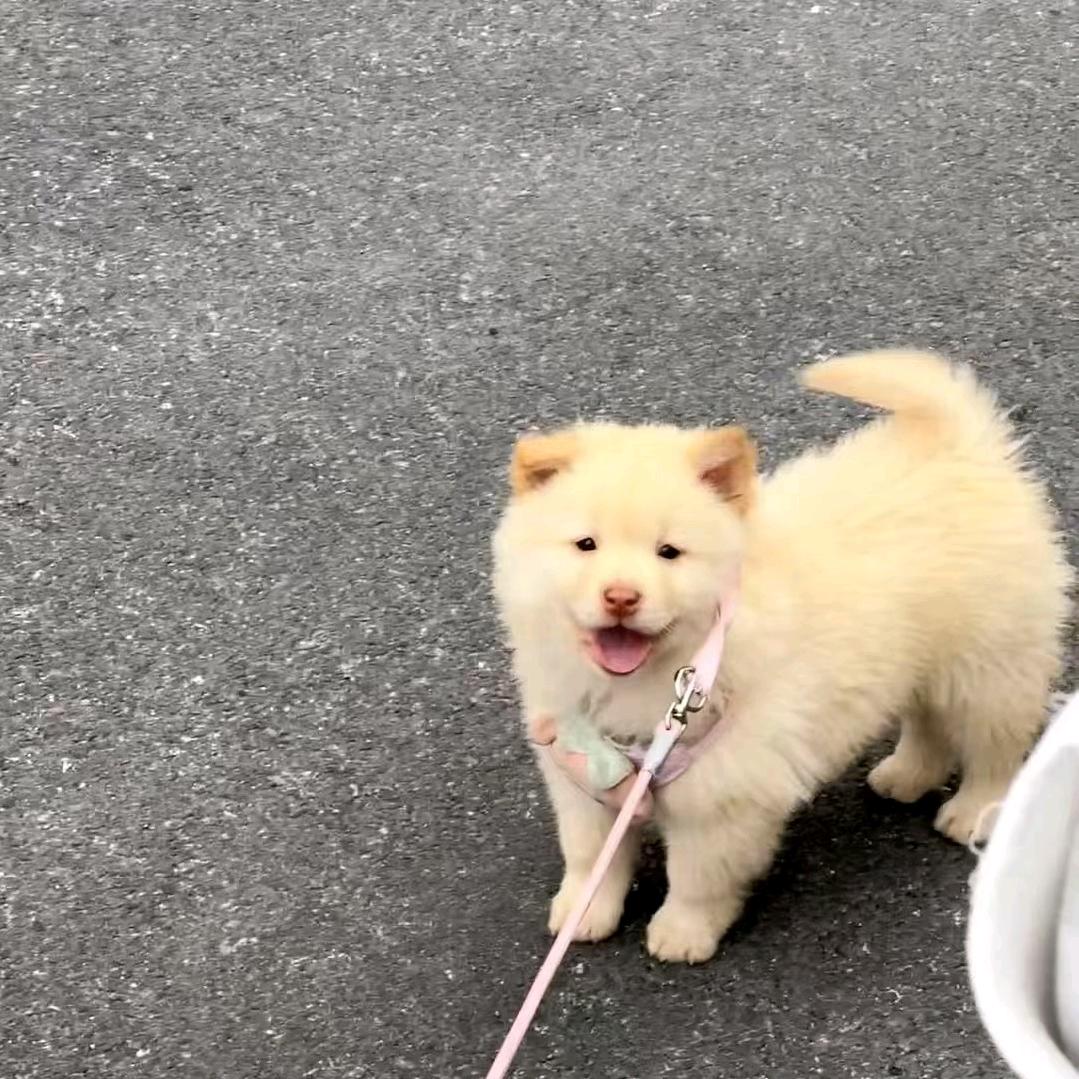 完🎣中华田园犬
