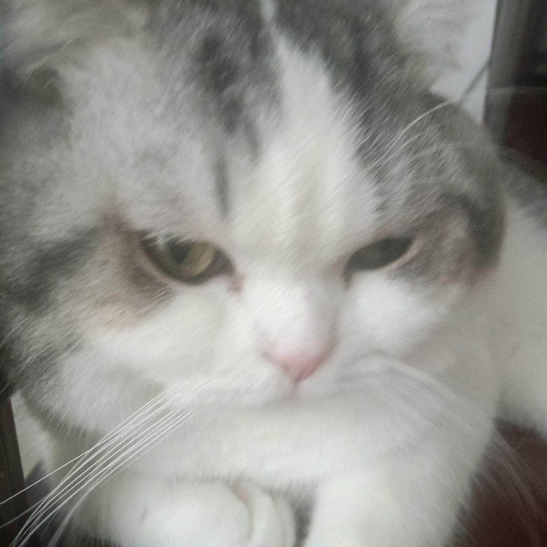 小猫：五月