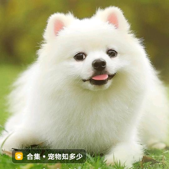 🍭用心良苦