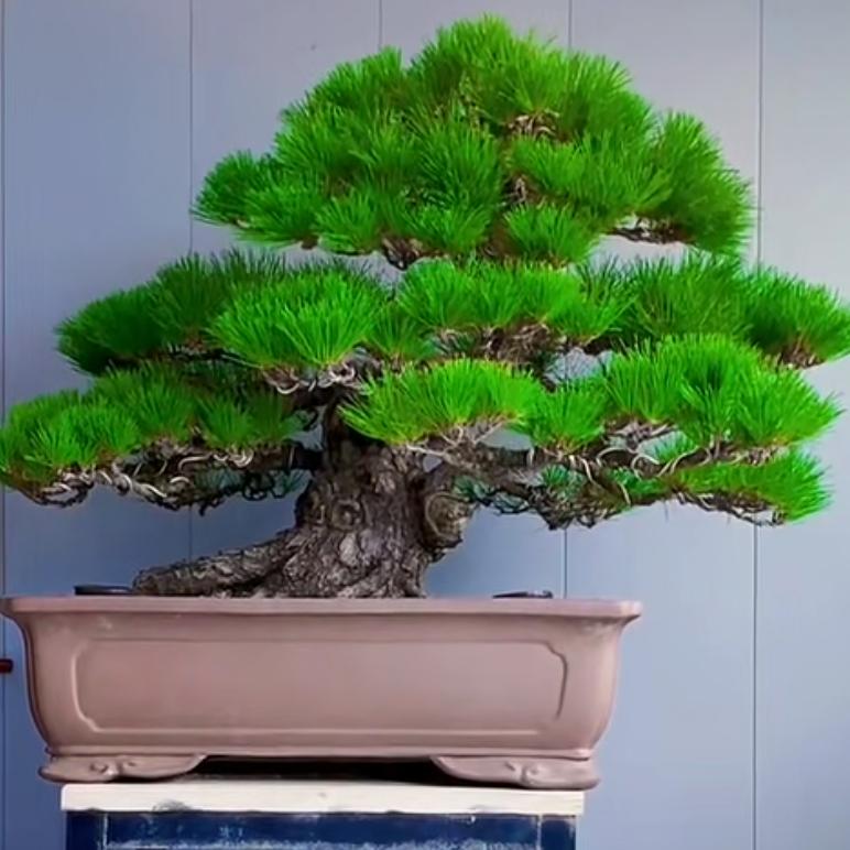 幸福盆景艺术园