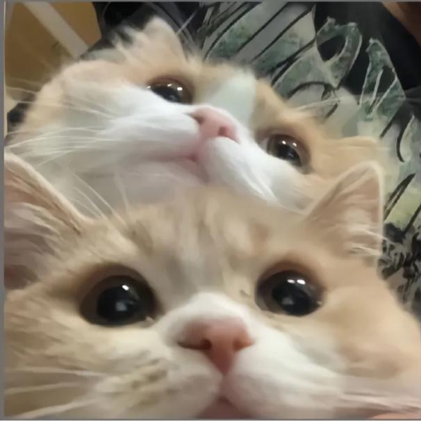 小猫喵计