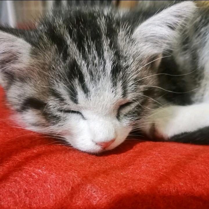 狗不理（省考备战）