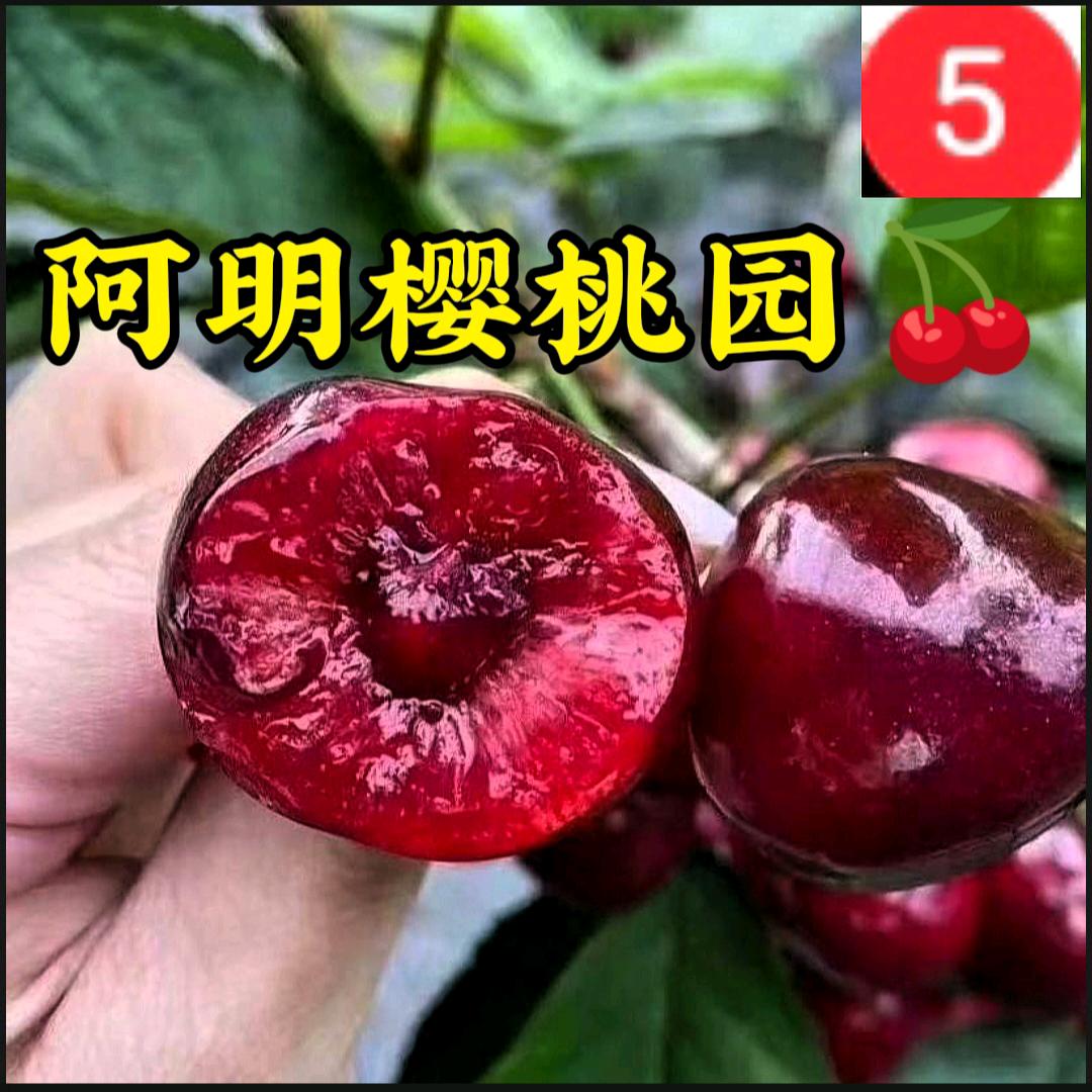 阿明樱桃园🍒
