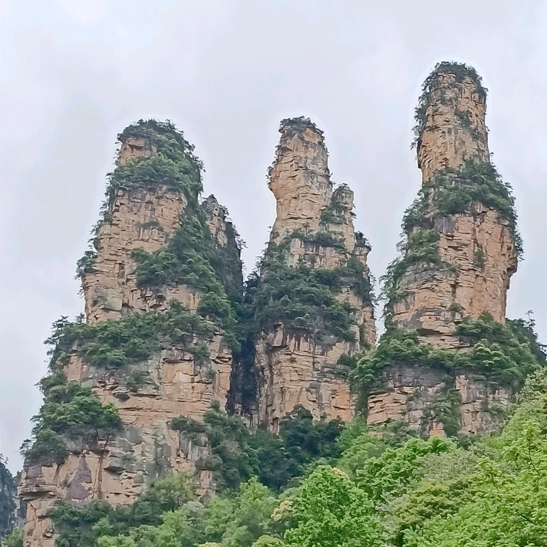蝴蝶兰