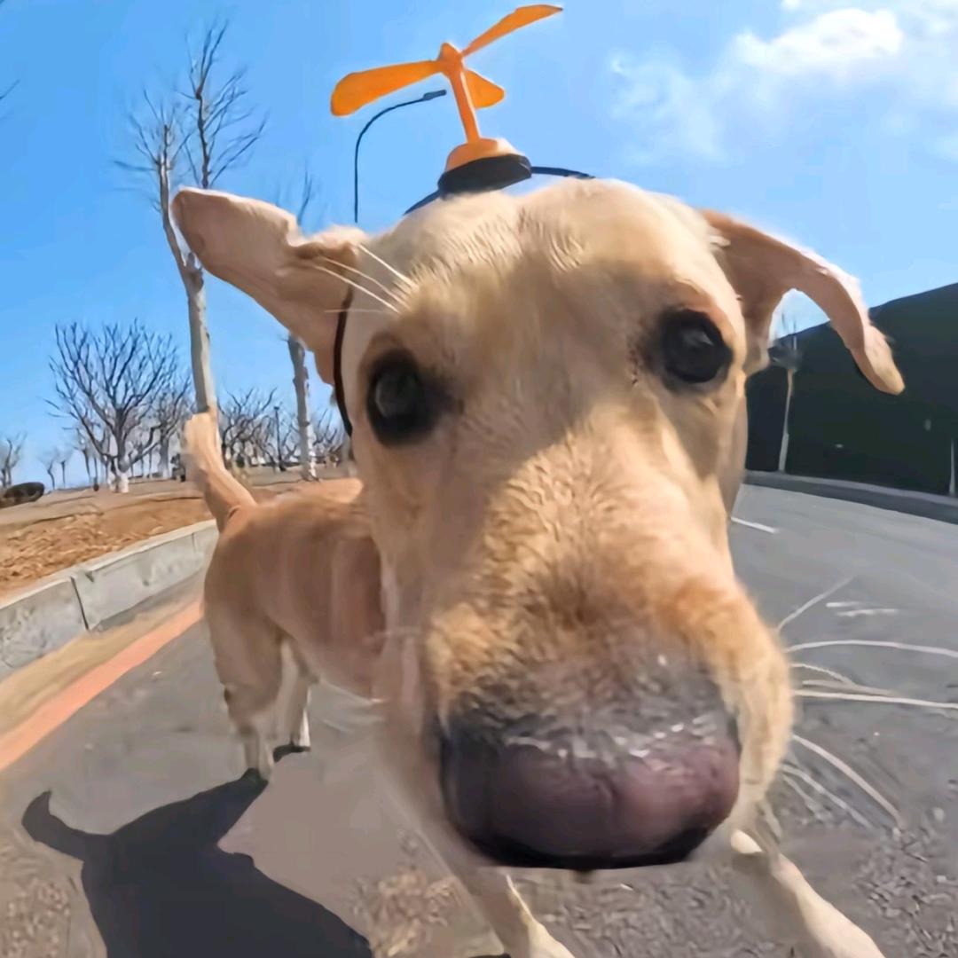 超超级不喜欢吃香菜