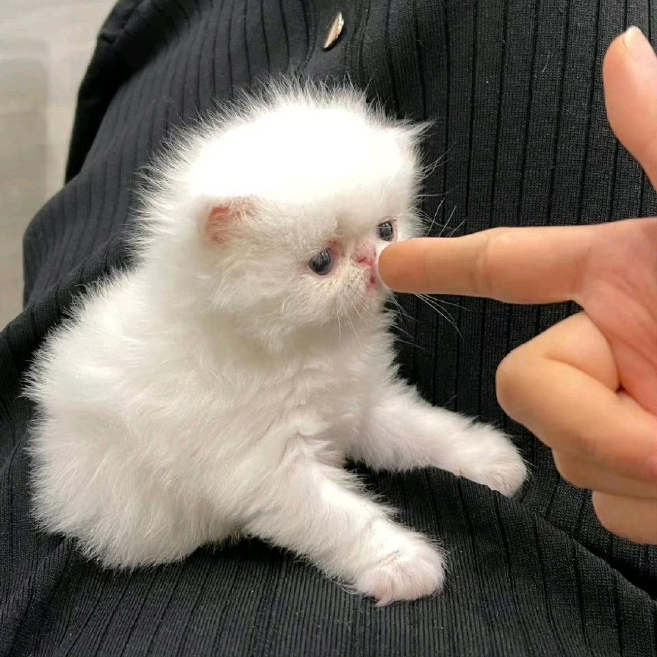 橄榄绿的西蜀榆