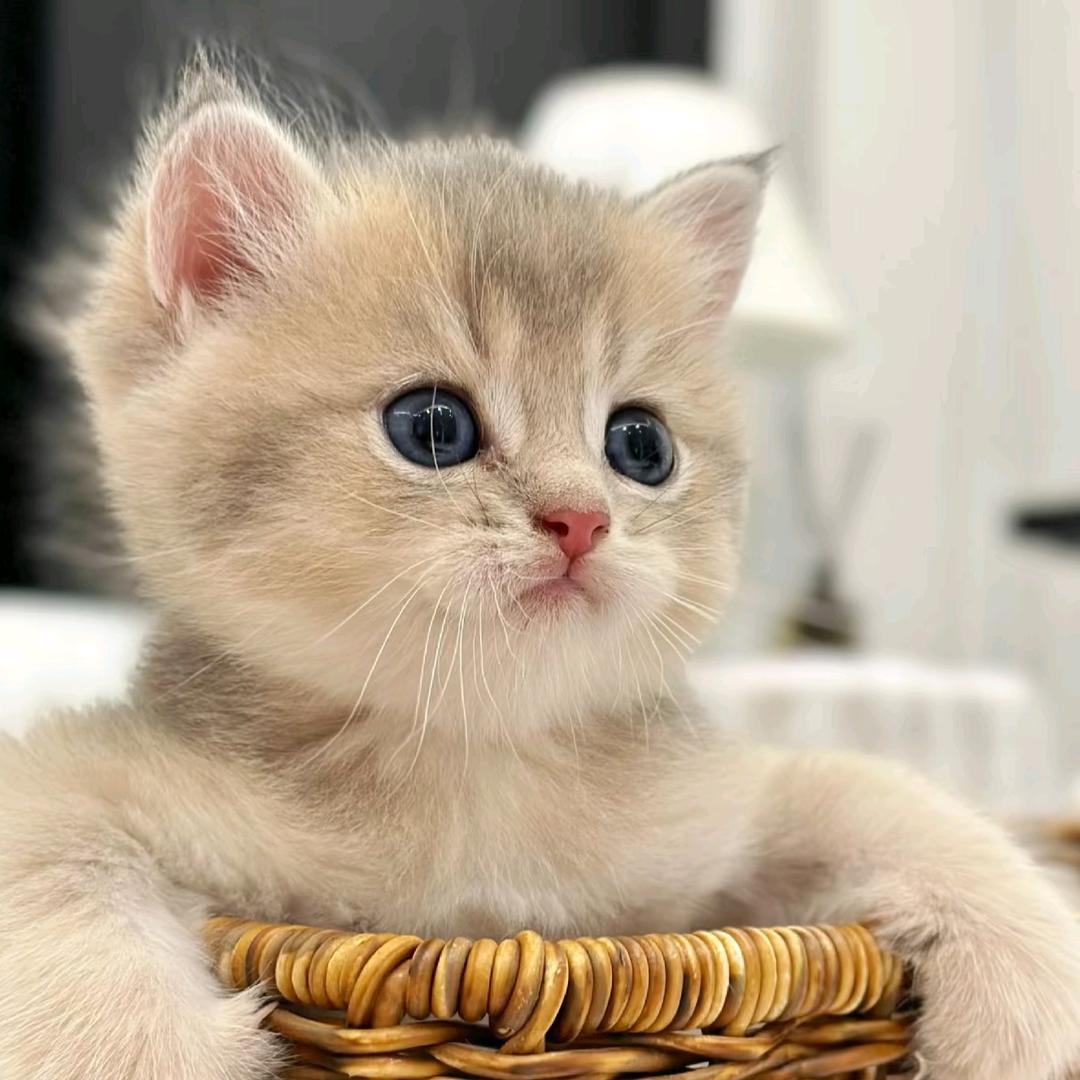 一只猫