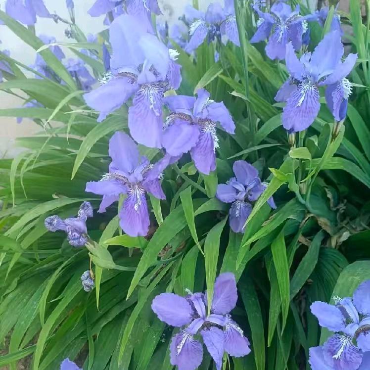 砥砺前行《高》