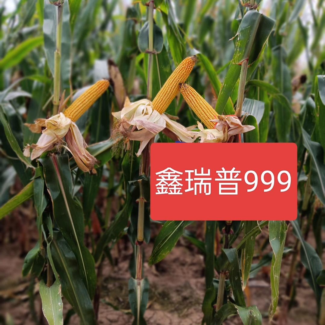 韩德有