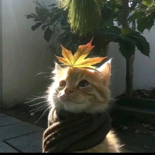 南瓜粥(找工作中)