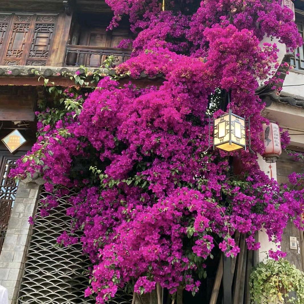 强哥修剪三角梅