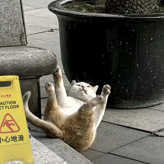 西伯利亚泰坦巨龙生吞安布闭壳小乌龟