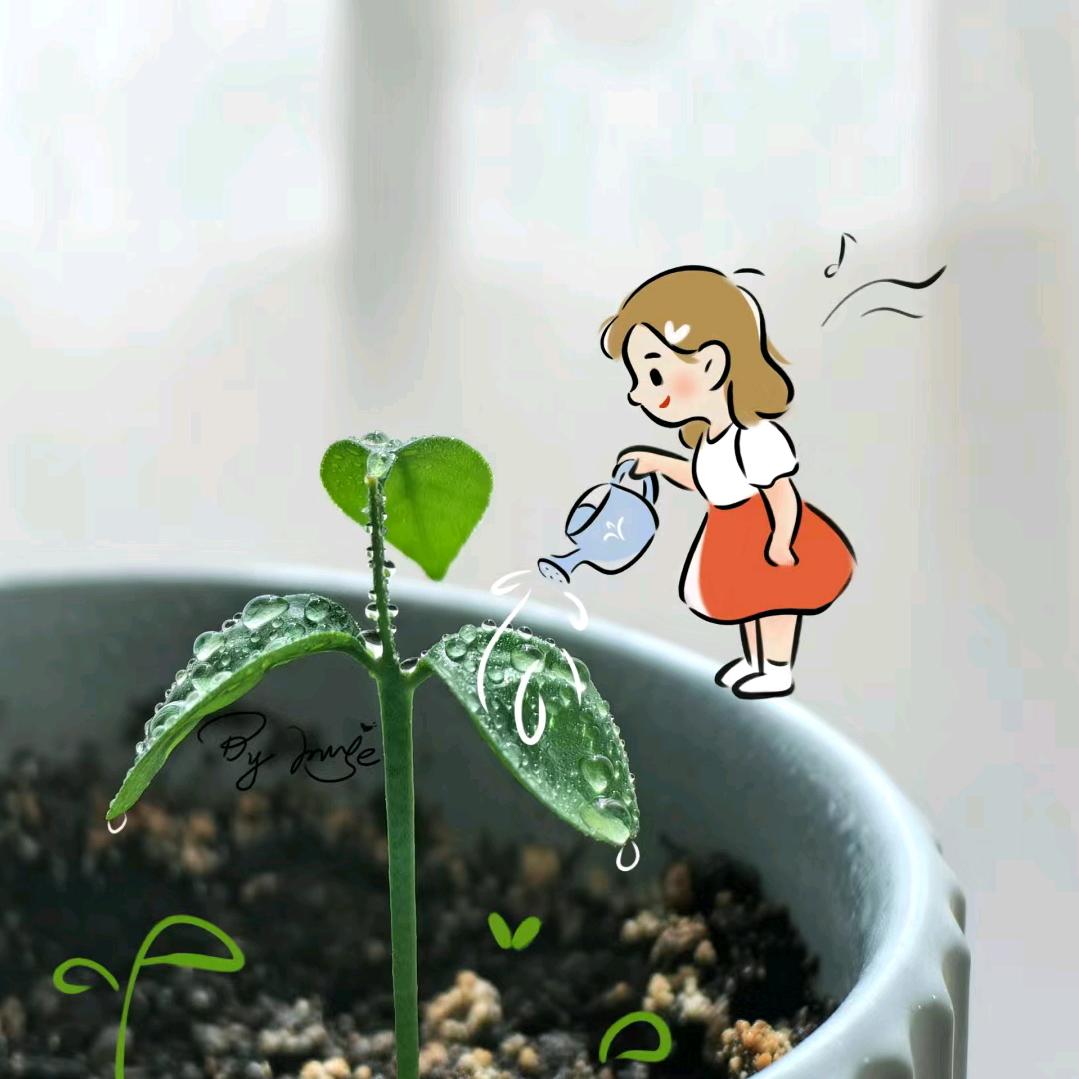 梦香兰苗地