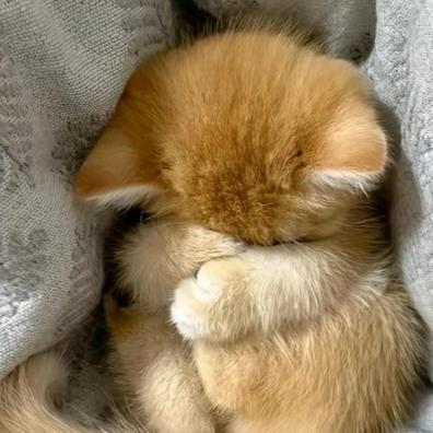 小乖ღ💤