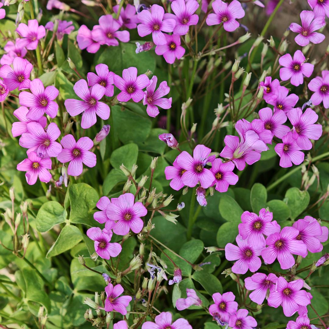 一个花