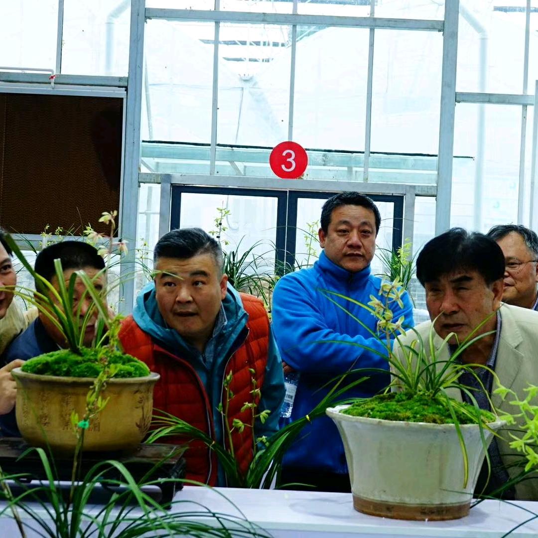 文华花卉（十八籽）
