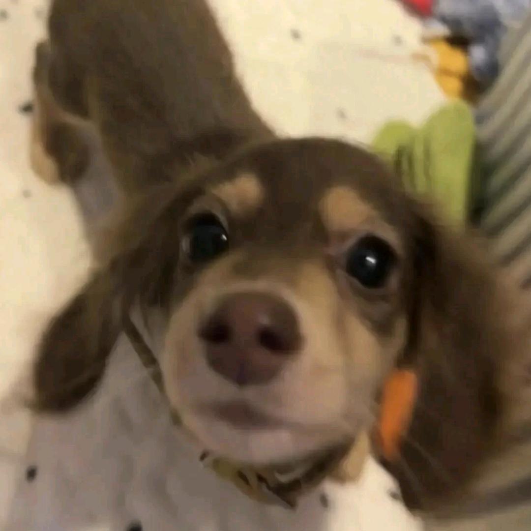 Snoop