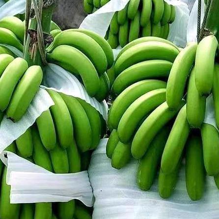 鲜至百家-（香蕉熟了）