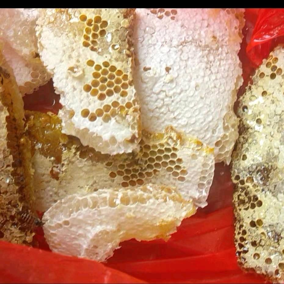 专业出售野生蜂蜜，，蜜蜂🐝🐝🐝