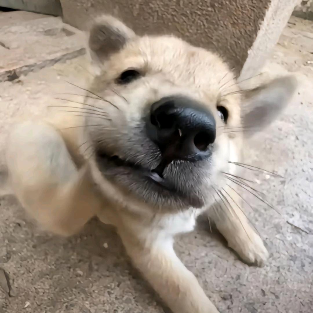 纯纯鱼冻