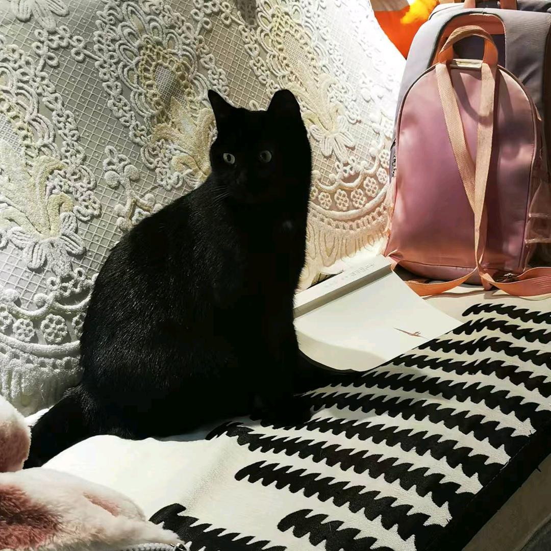 懒猫☜