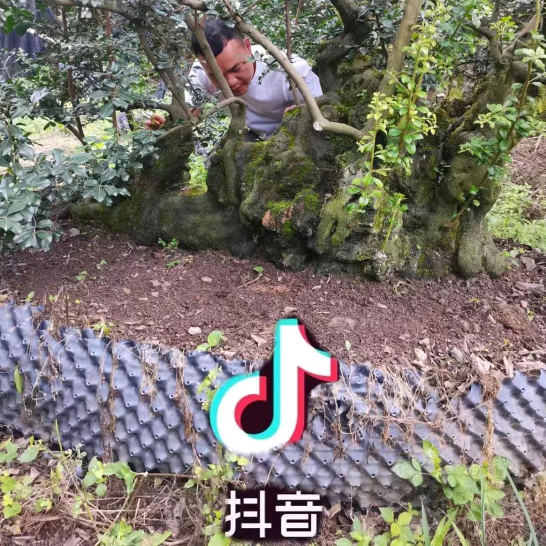 金弹子盆景资园
