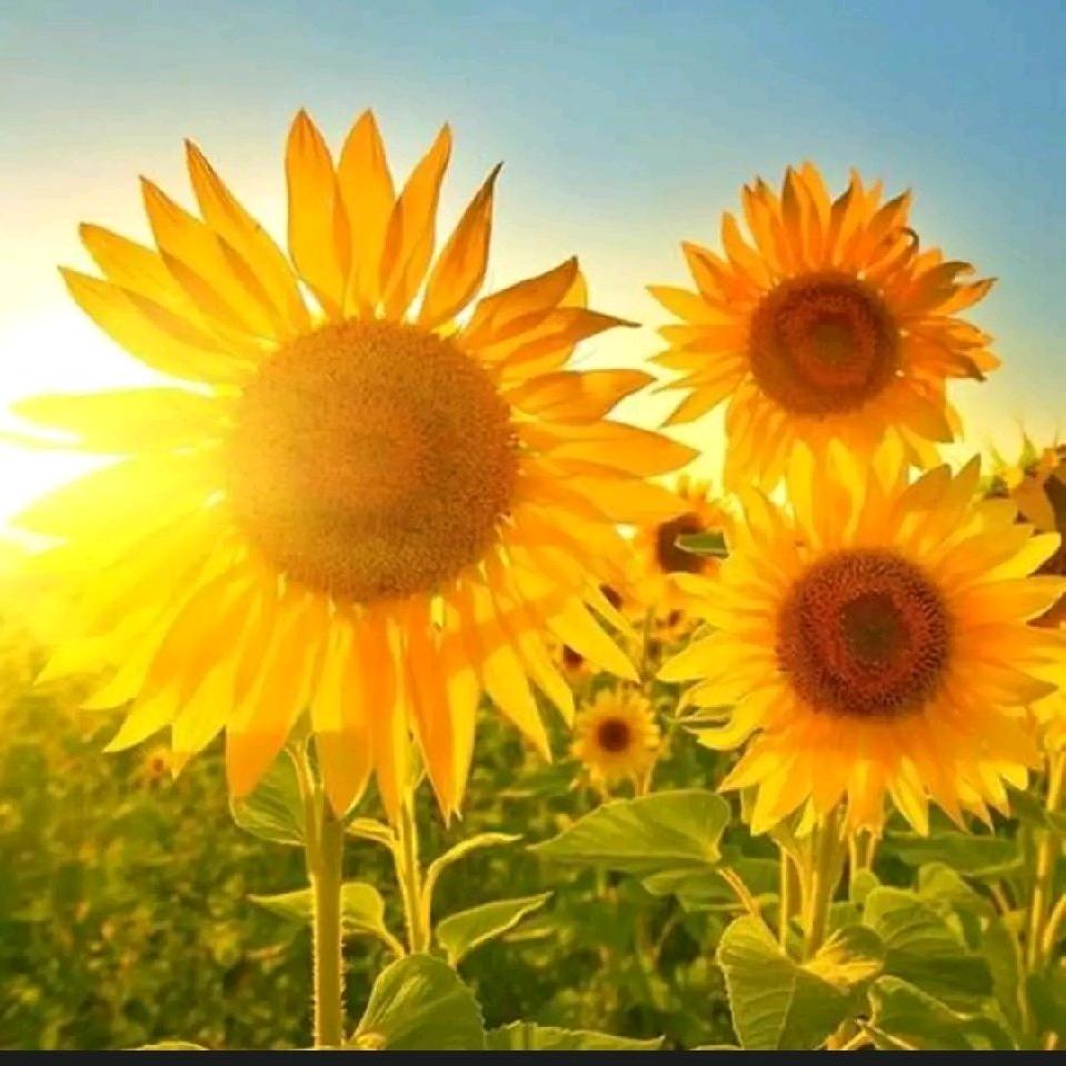 🌾静心🌾