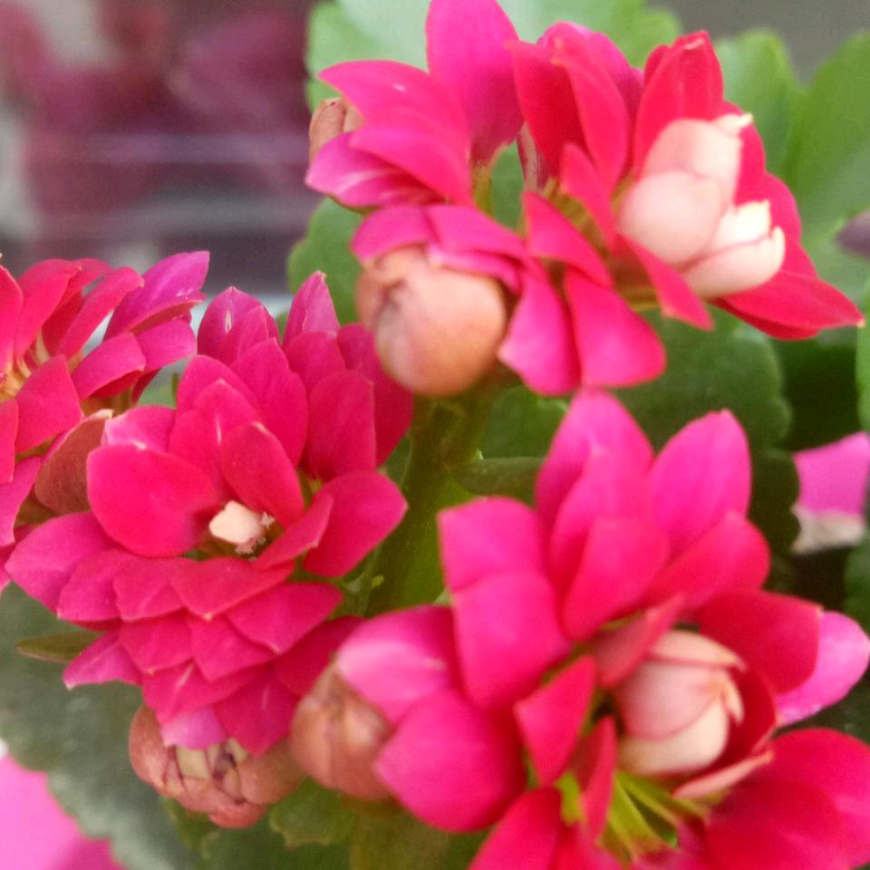 慧《62年的虎》