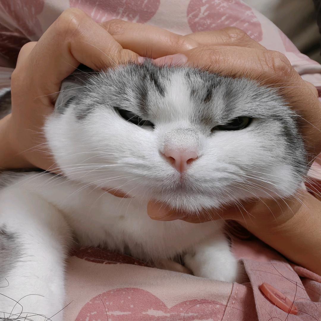 招财小猫饼