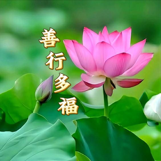 善行多福_爱我中华！🇨🇳