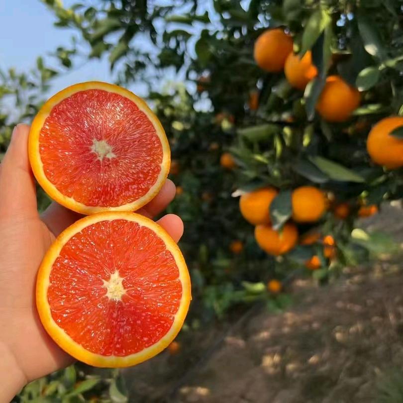 采橙子的小姑娘