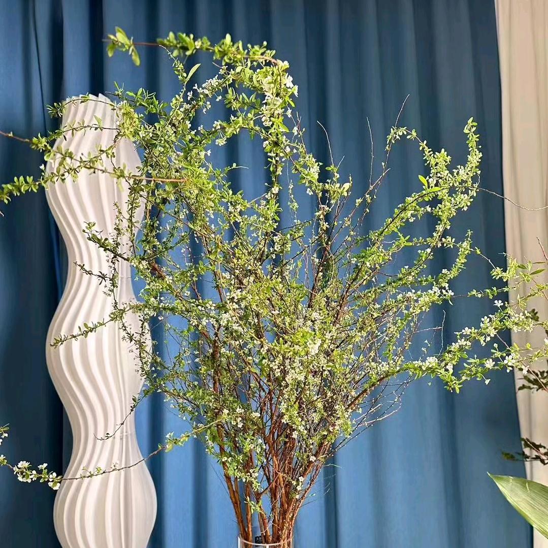 绿洋苗圃（雪柳）