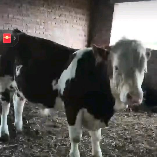 乾安黄牛改良员👉衤纟辶