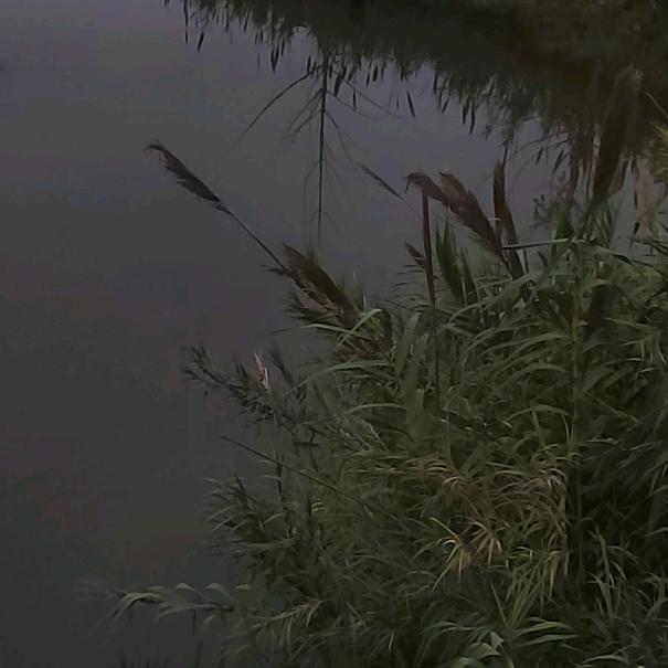 温闻而雅🌿🌿