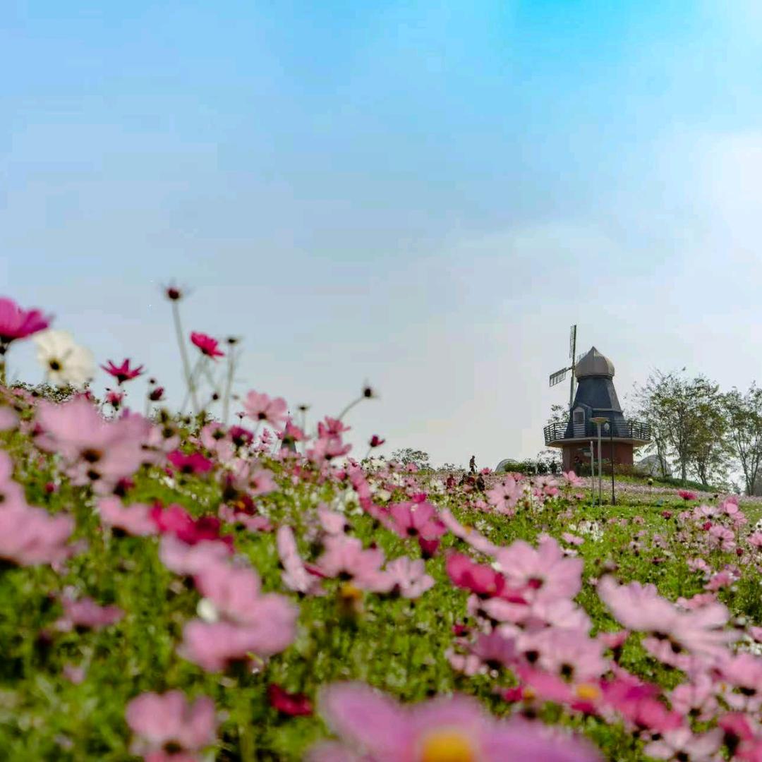 海花岛珍奇特色植物园