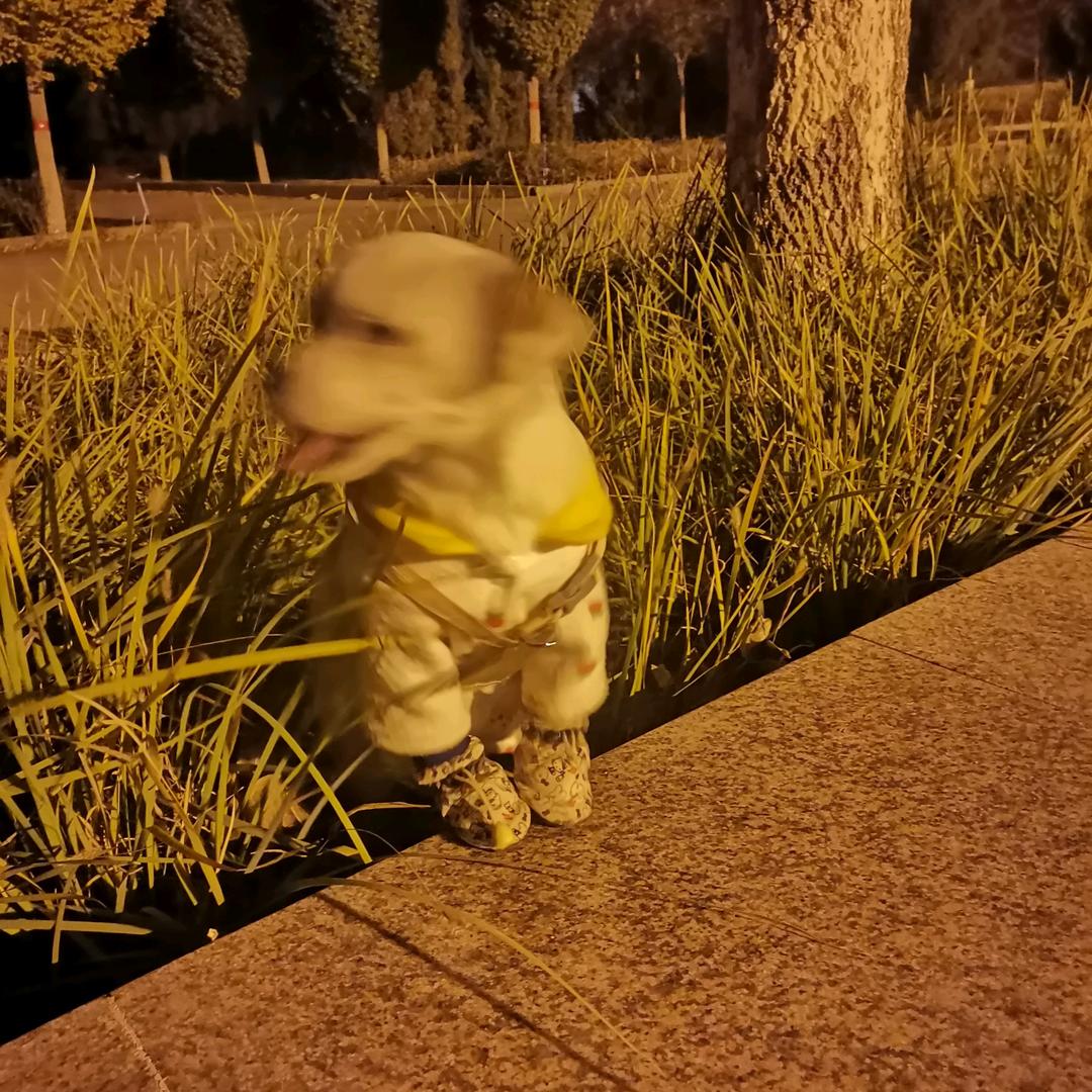锦鲤