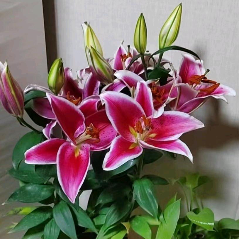 百合（林）