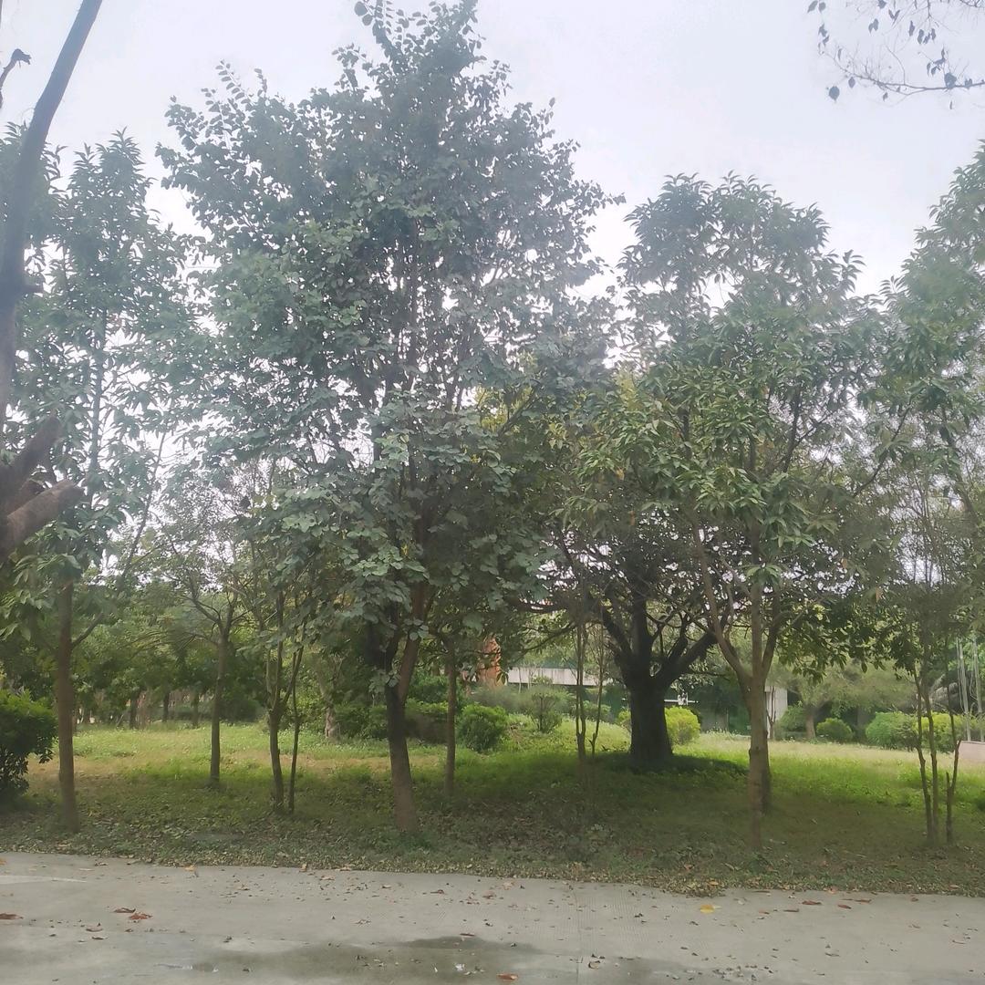 向成明