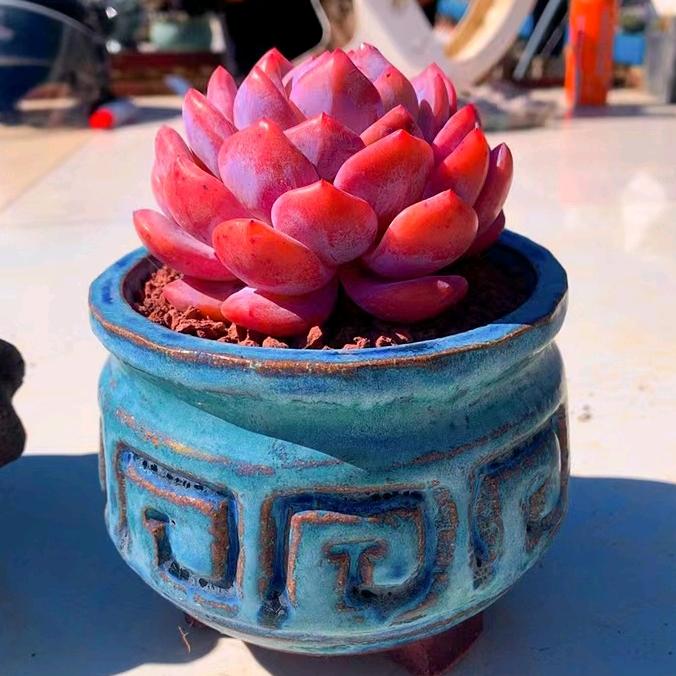 田小姐多肉花盆