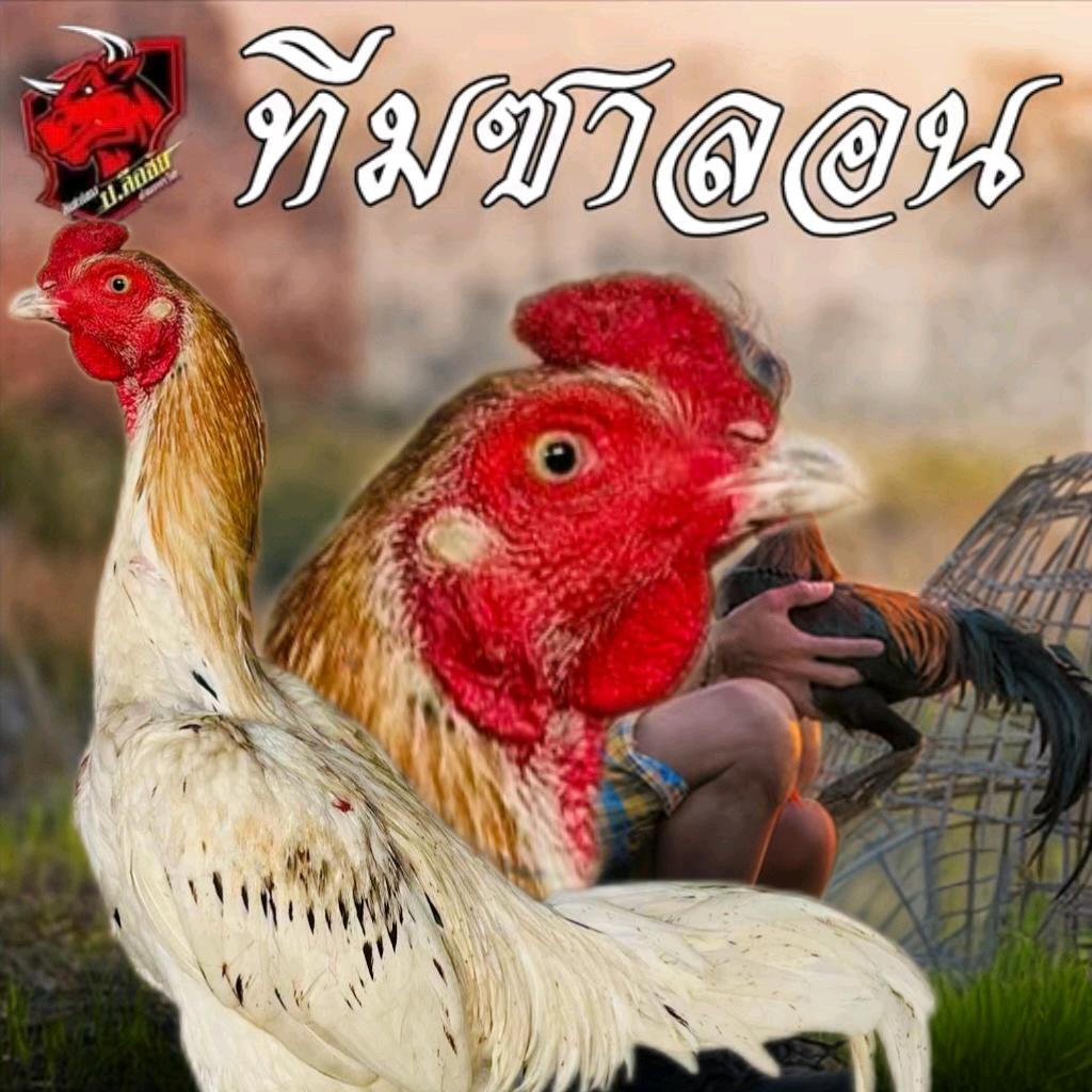 勐兴泰国斗鸡养殖小杨