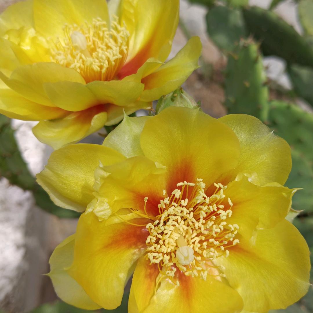 🌹🌹有幸遇见你🌹🌹