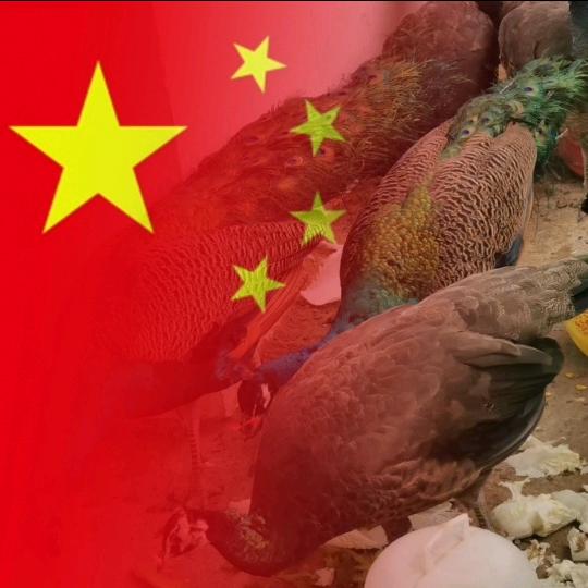 秦先生（泗县孔雀养殖）