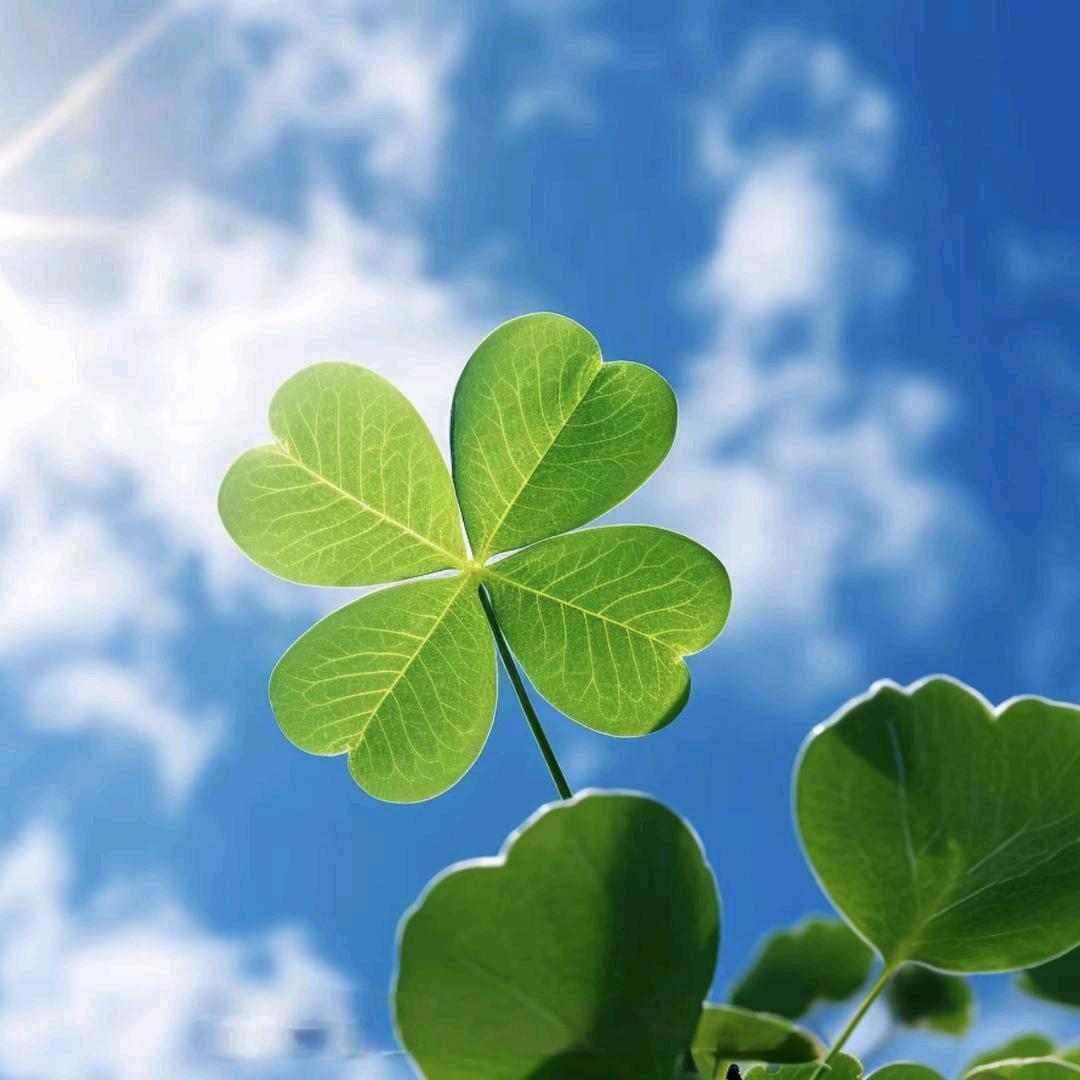 檬懂的妮🍀