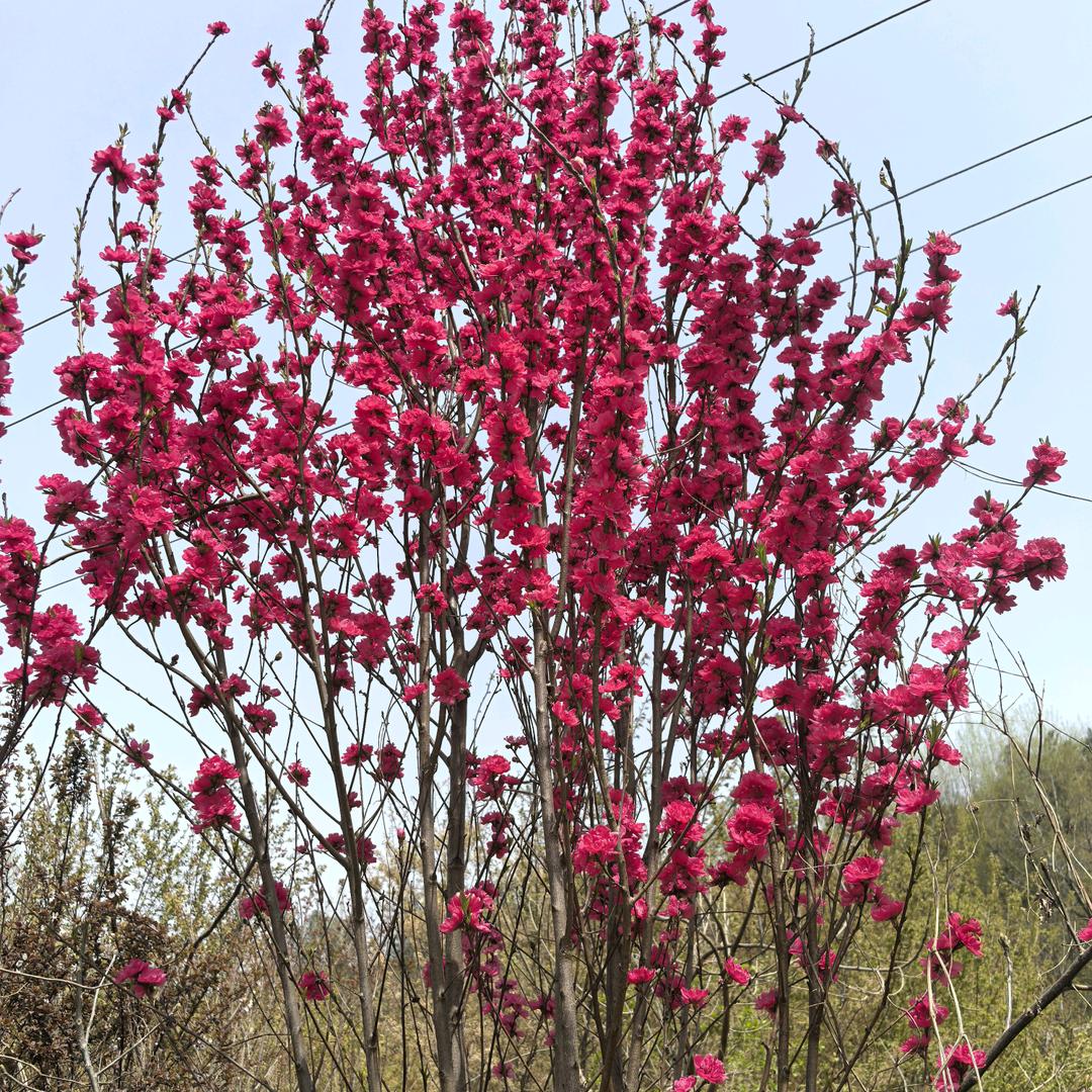 虎妹5月17三个孩妈