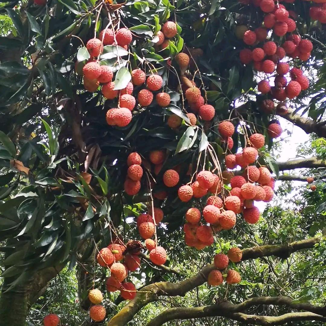 草莓馅吃货