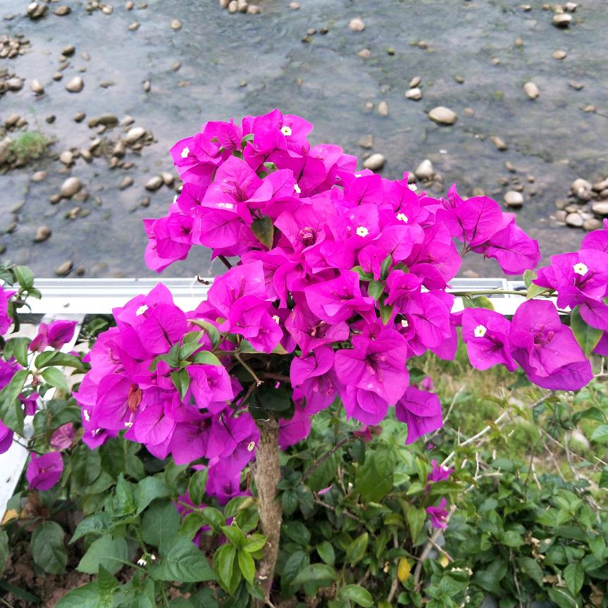 芬芳