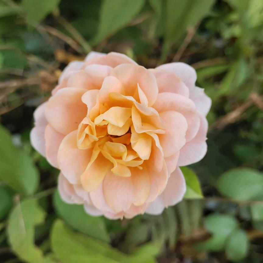 星星✨知我心❤️