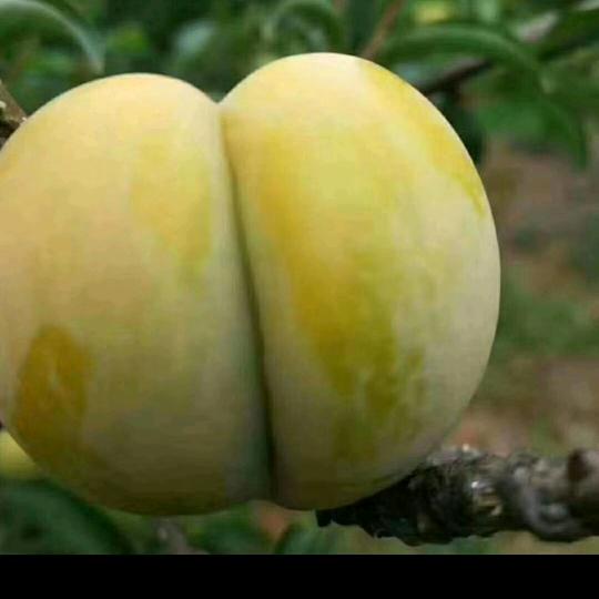 @马帮主~帮帮有李